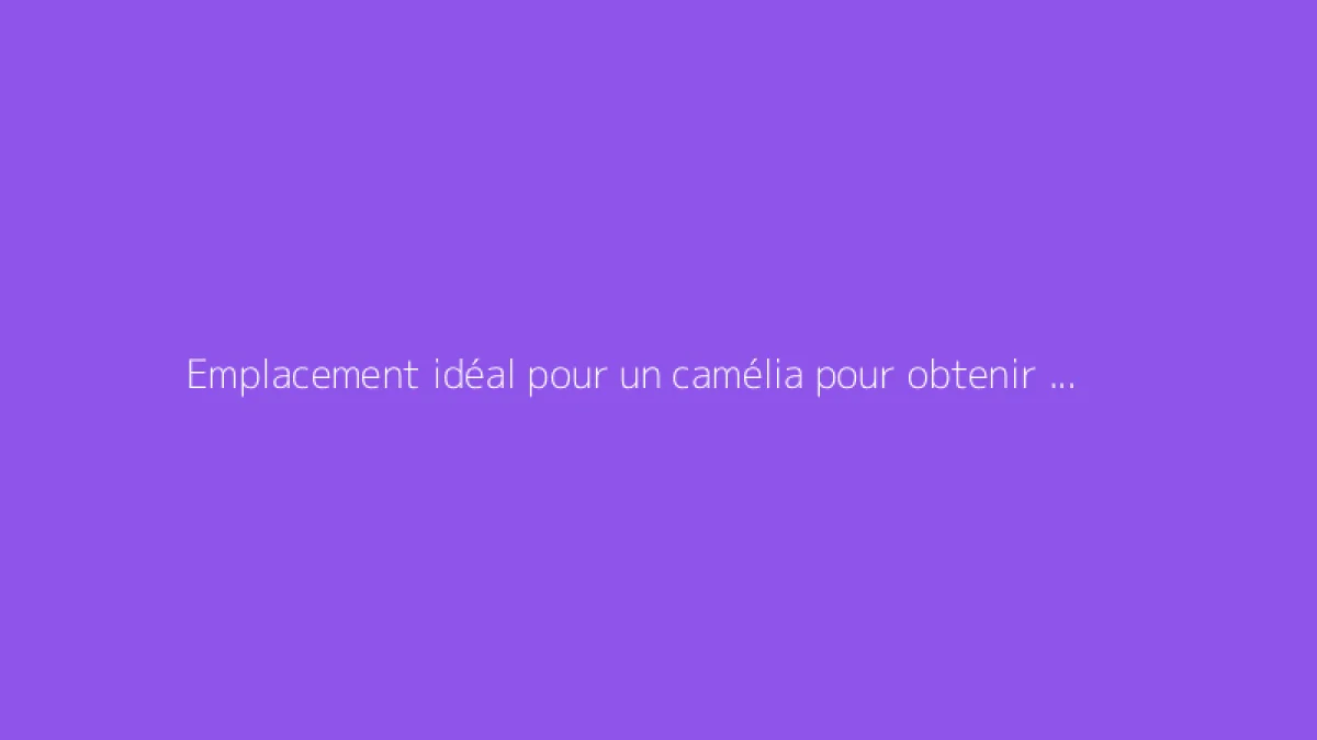 Emplacement idéal pour un camélia pour obtenir une belle floraison