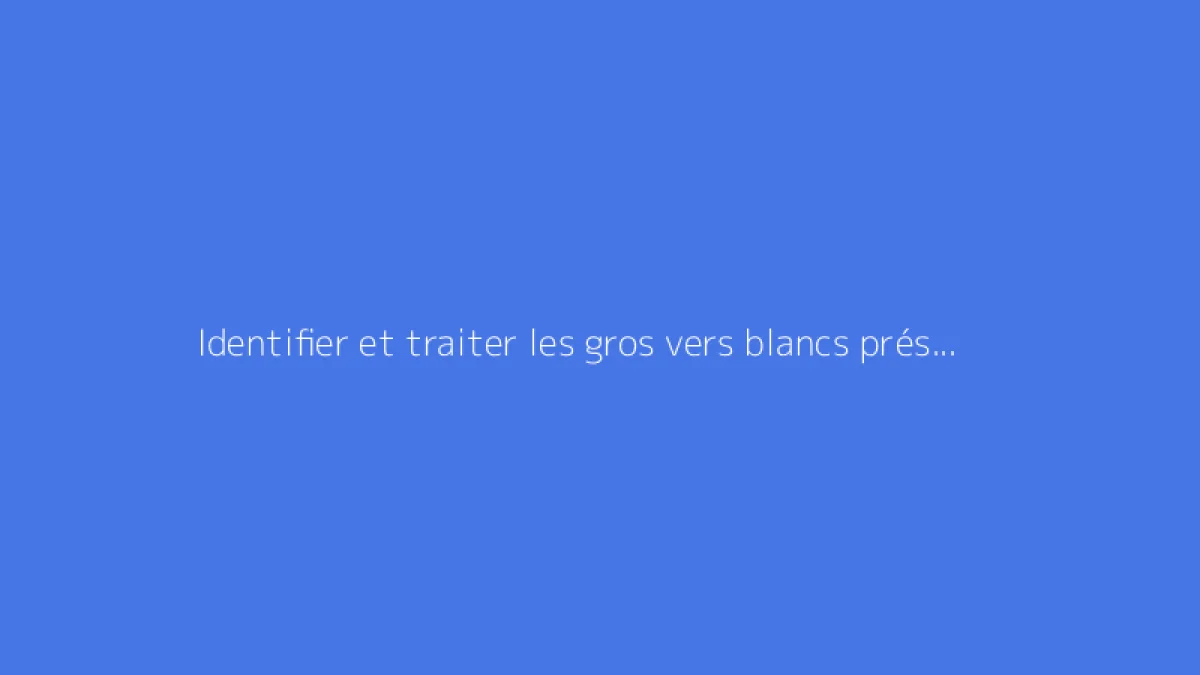 Identifier et traiter les gros vers blancs présents dans la terre