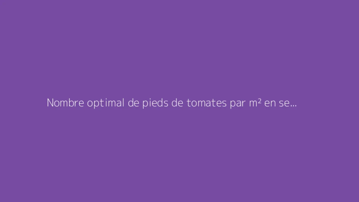 Nombre optimal de pieds de tomates par m² en serre ou pleine terre