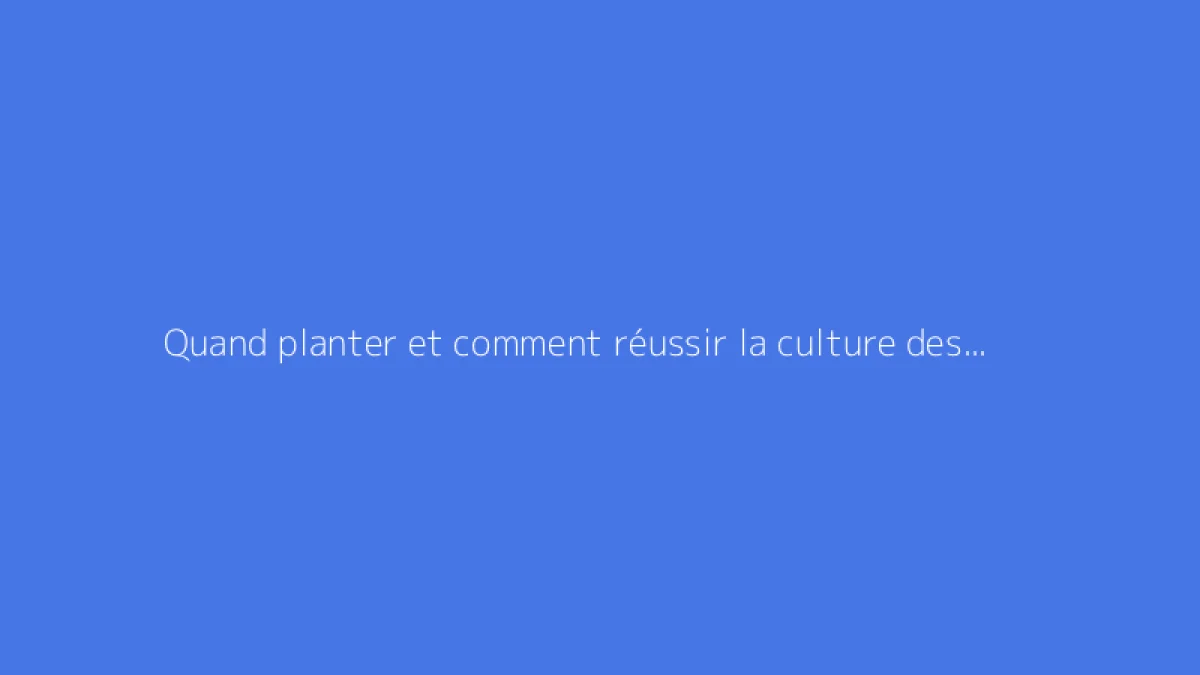Quand planter et comment réussir la culture des endives