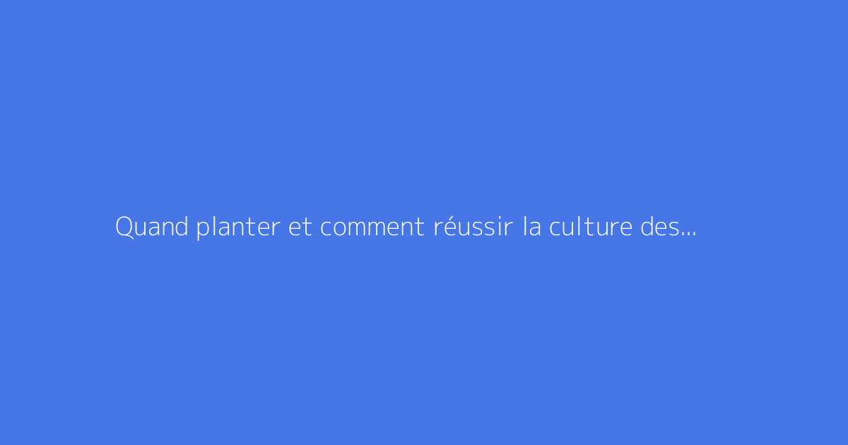 Quand planter et comment réussir la culture des endives