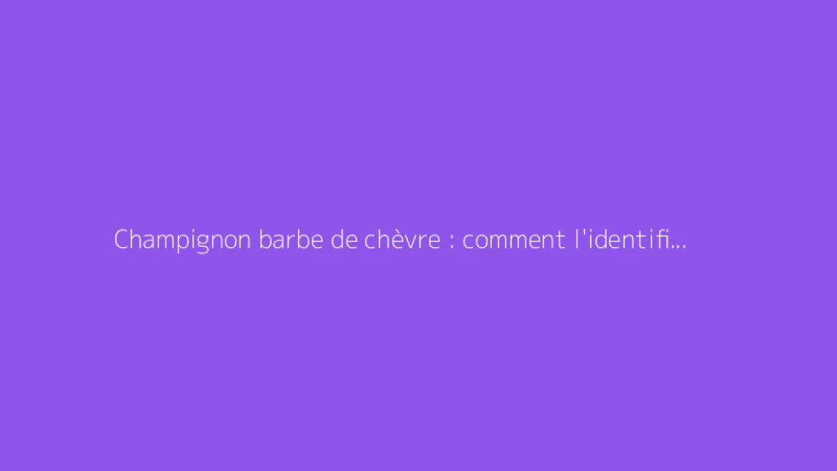 Champignon barbe de chèvre : comment l'identifier et l'utiliser