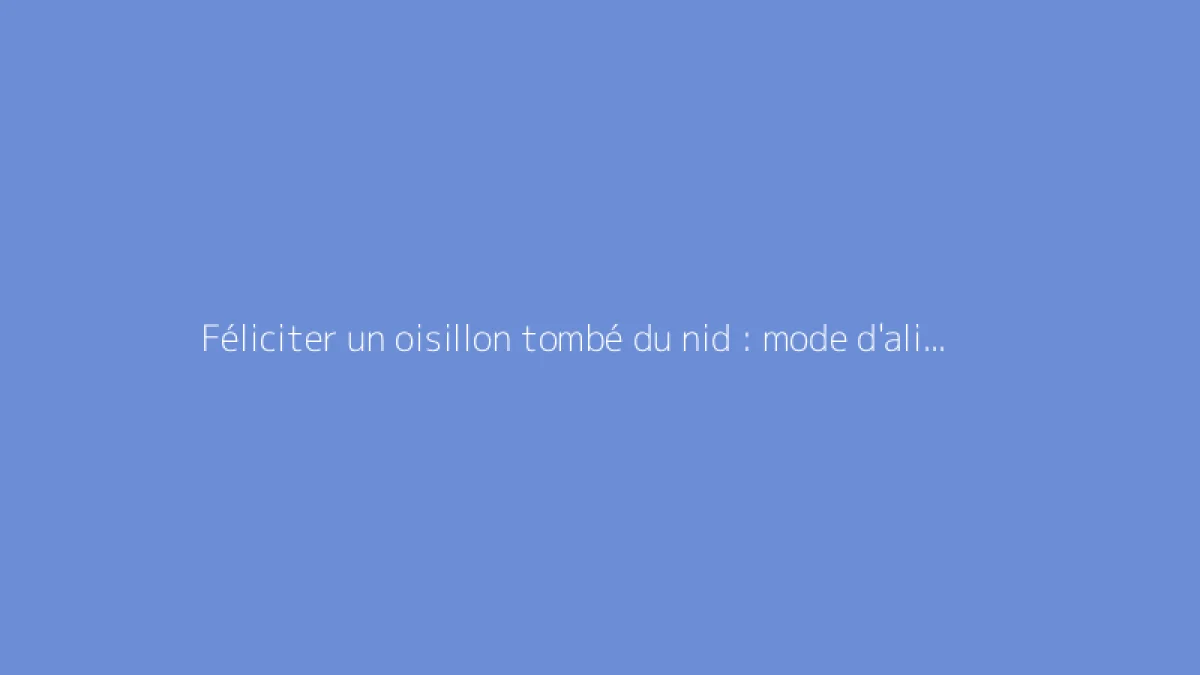 Féliciter un oisillon tombé du nid : mode d'alimentation sécurisé