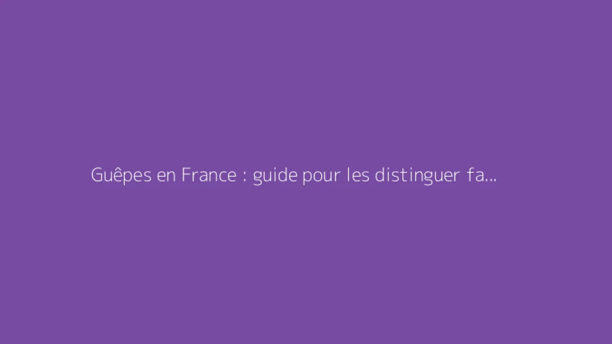 Guêpes en France : guide pour les distinguer facilement