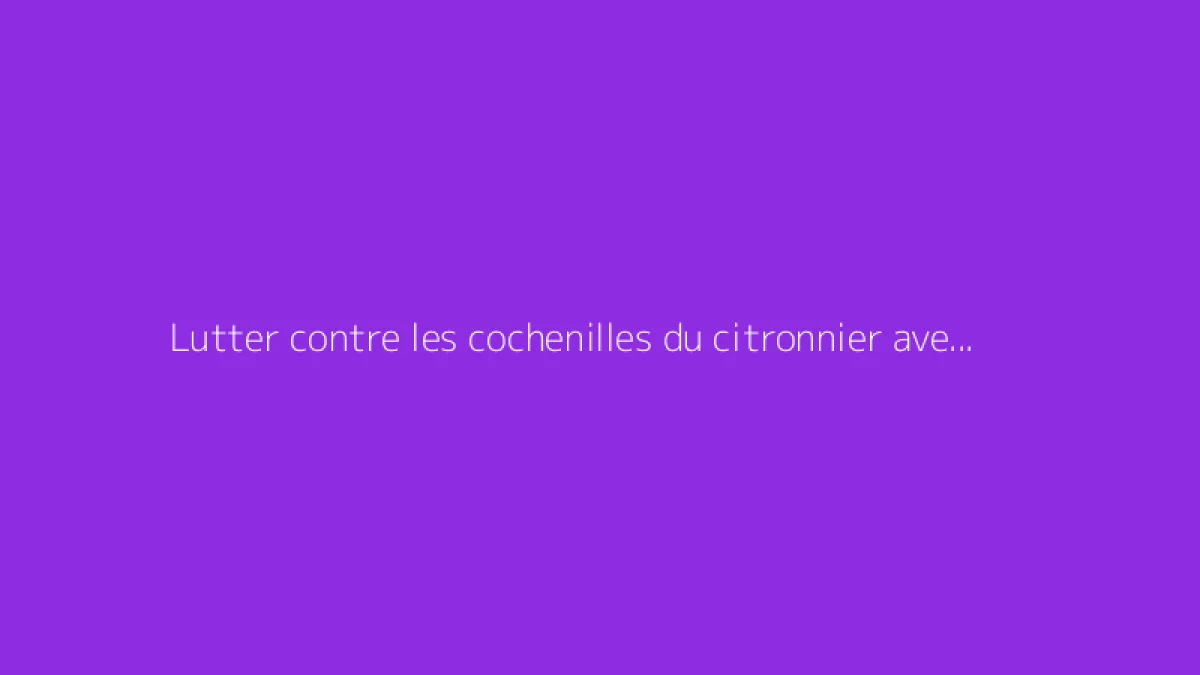 Lutter contre les cochenilles du citronnier avec du savon noir