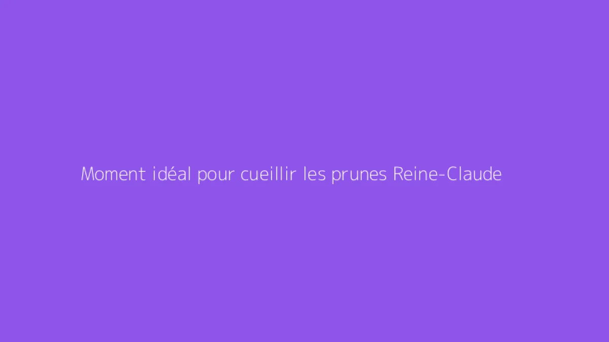 Moment idéal pour cueillir les prunes Reine-Claude