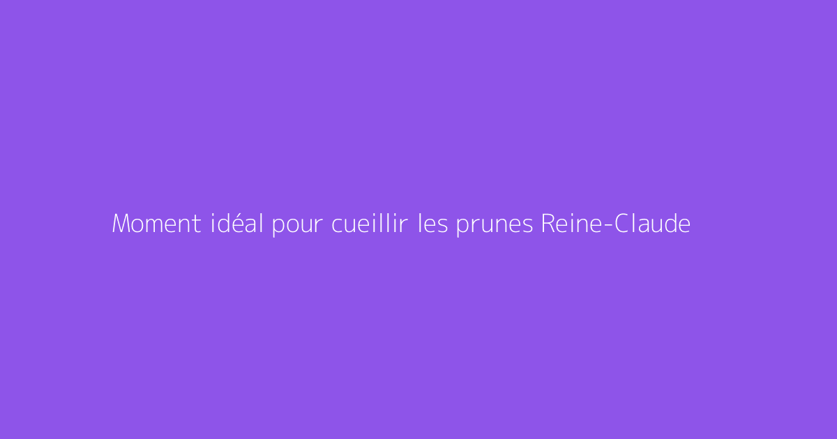 Moment idéal pour cueillir les prunes Reine-Claude
