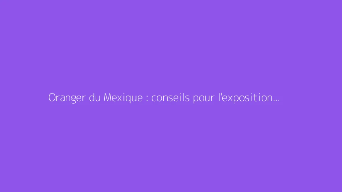 Oranger du Mexique : conseils pour l'exposition et la plantation