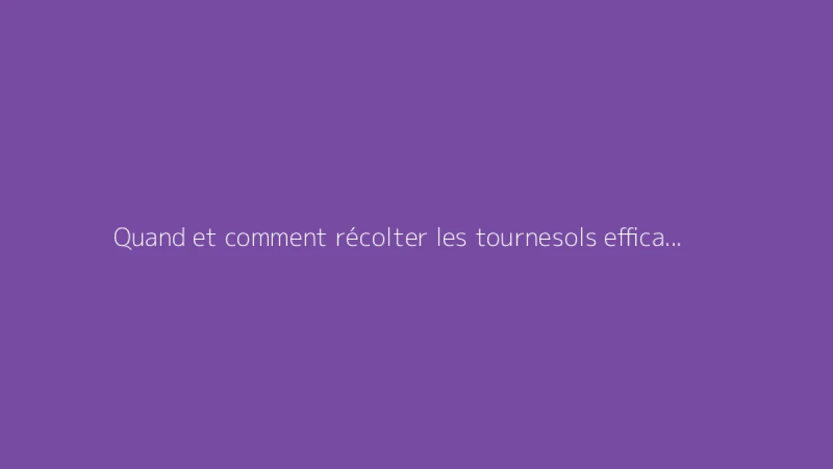 Quand et comment récolter les tournesols efficacement
