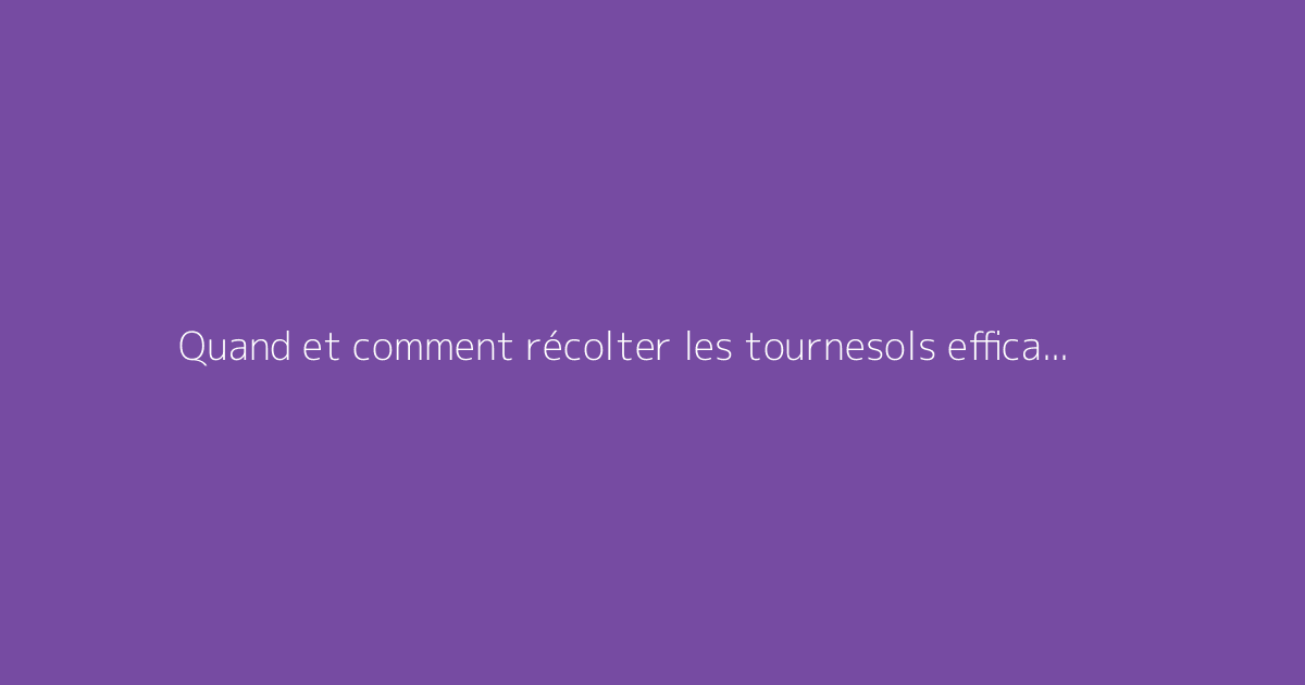 Quand et comment récolter les tournesols efficacement
