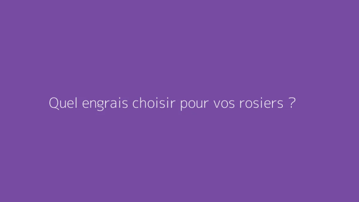 Quel engrais choisir pour vos rosiers ?