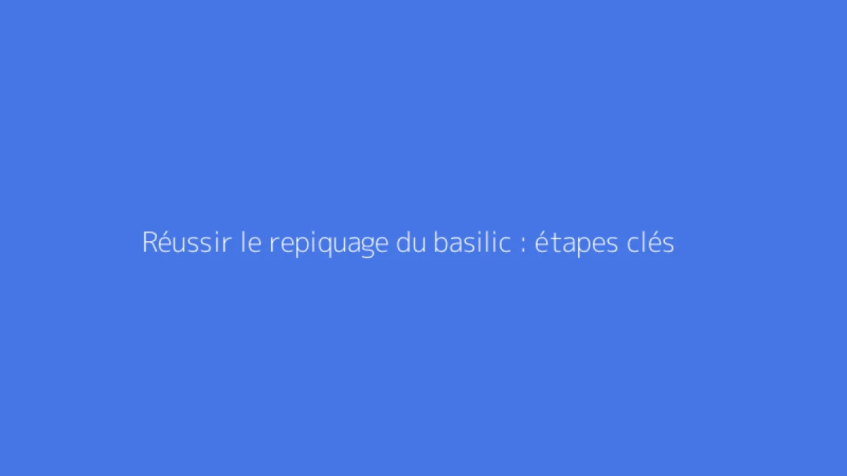 Réussir le repiquage du basilic : étapes clés